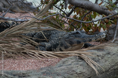 crocodile in the water