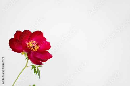 Red japanese peony on white background on the left  copy space for design