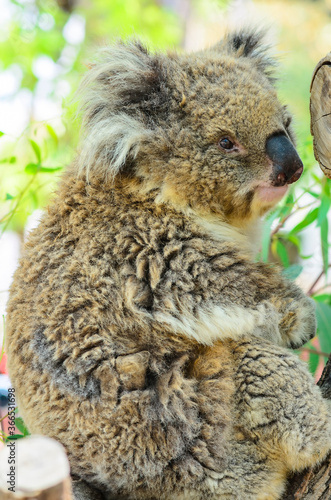 The Australian koala bear in open aviary © Sergey