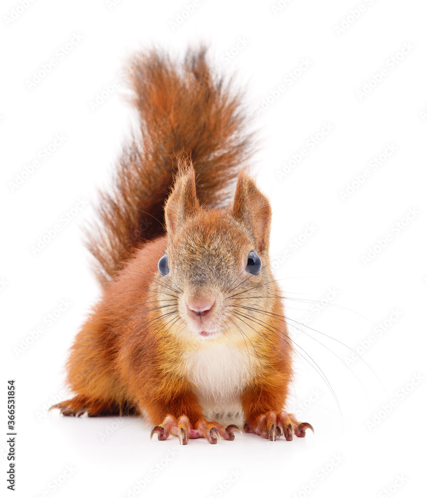 Fototapeta premium Eurasian red squirrel.