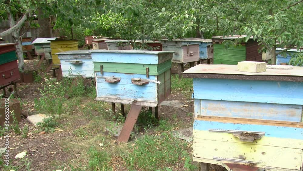 Summer day, the apiary is located in the forest, Odessa region, Ukraine Summer day, the apiary is located in the forest, Odessa region, Ukraine