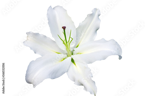 Flower lily isolated on white background