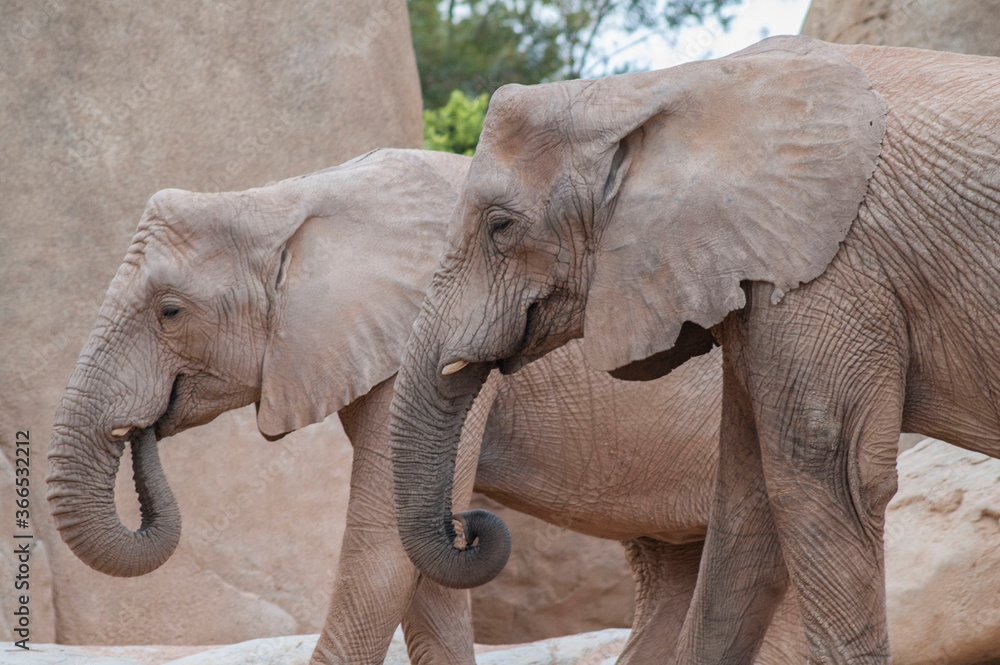 Fototapeta premium elephant in the zoo