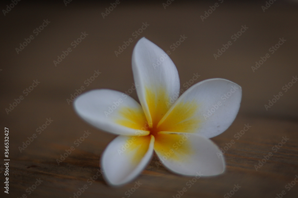 white frangipani flower white frangipani flower