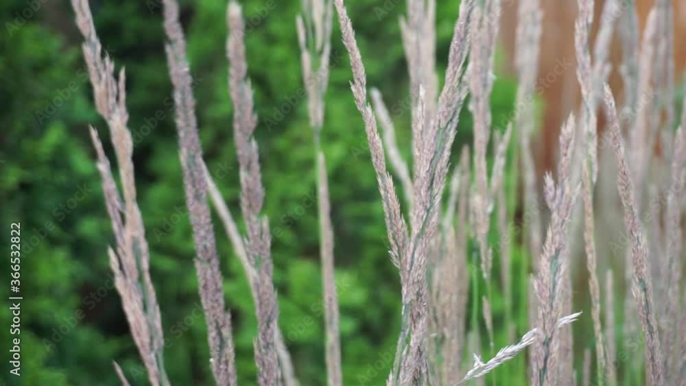 Tall grass moving and swaying on windy day Tall grass moving and swaying on windy day