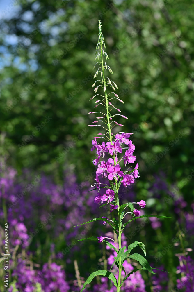 Obraz premium Bright magenta blooming fireweed (Epilobium angustifolium).