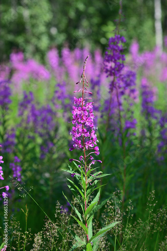 Bright magenta  blooming  fireweed   Epilobium angustifolium .