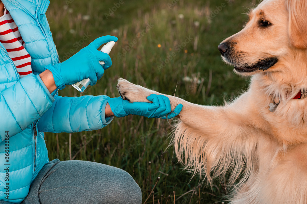 Girls hand holding dogs paw to disinfect with a handwashing spray