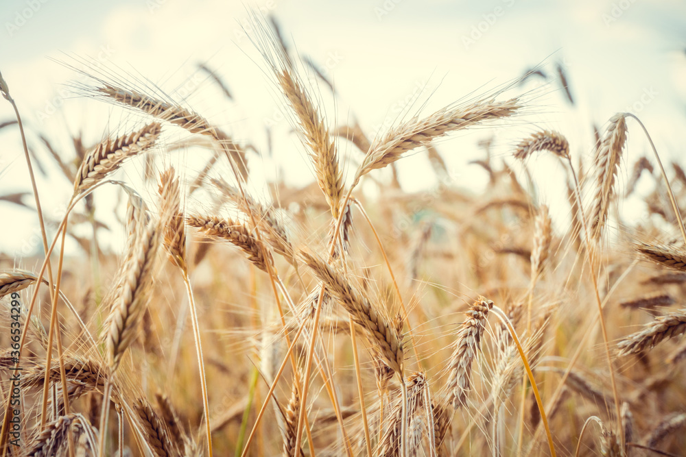 Fototapeta premium Close-up of wheat spikelets against a blue sky with clouds on a Sunny summer day