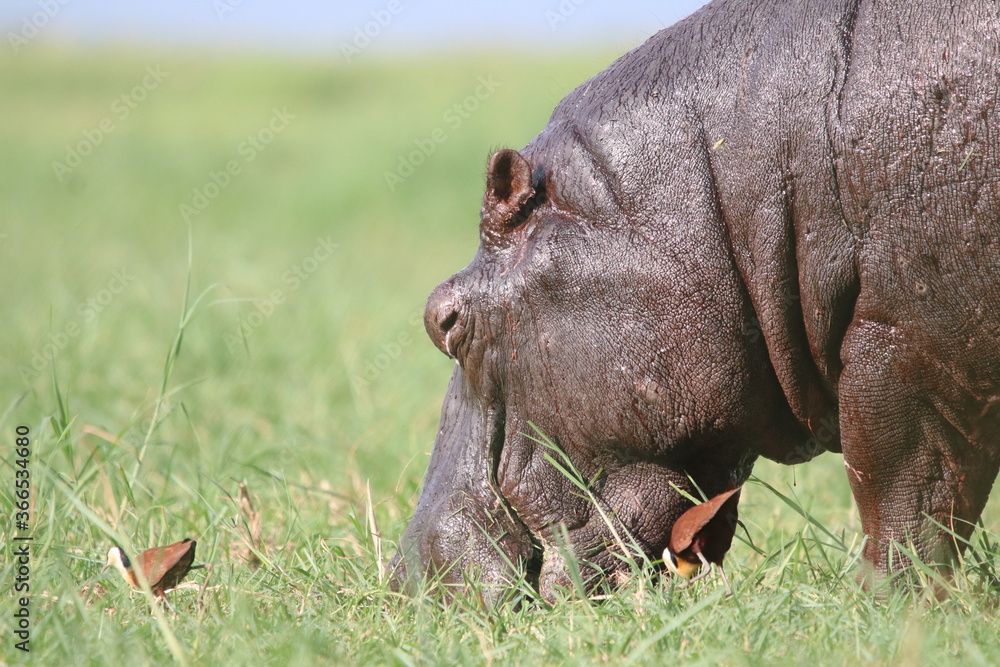 Hippos playing around the Chobe River in Botswana