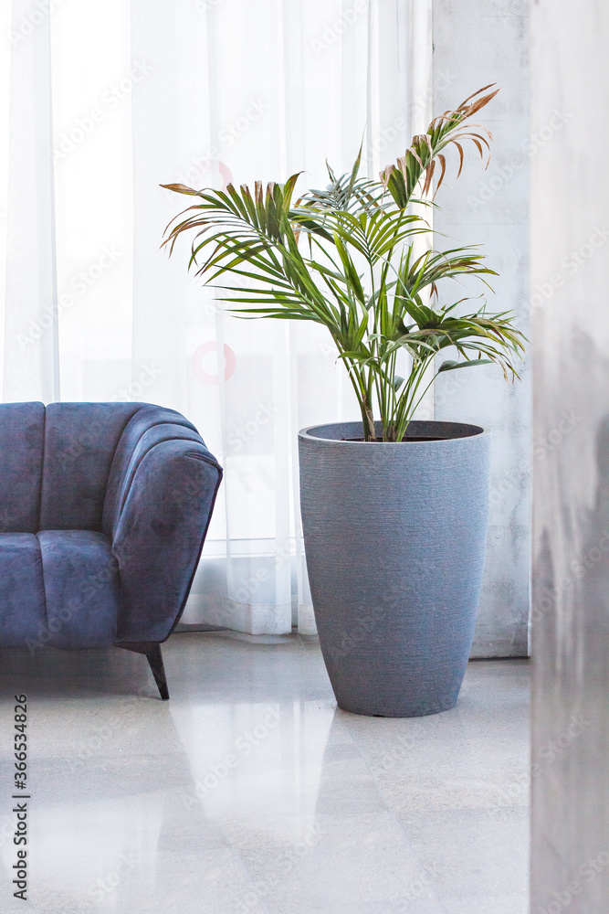 Beautiful hall. Blue sofa and huge planter with a flower/ Beautiful hall. Blue sofa and huge planter with a flower/