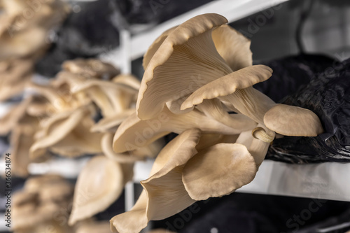 Obraz na płótnie culture of oyster mushrooms w salonie