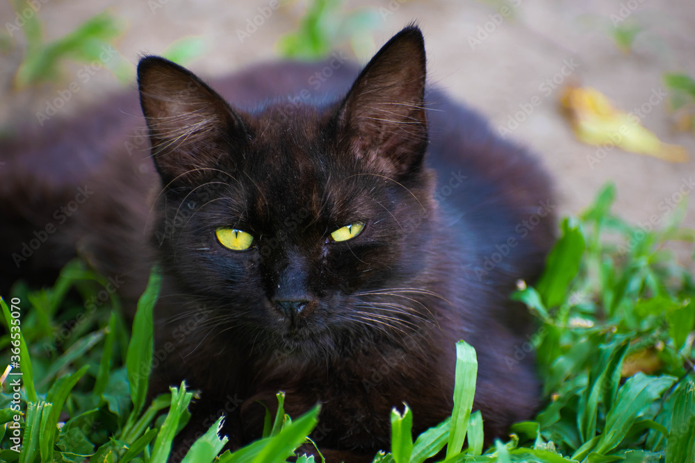 black cat on grass, black cat with bright yellow eyes