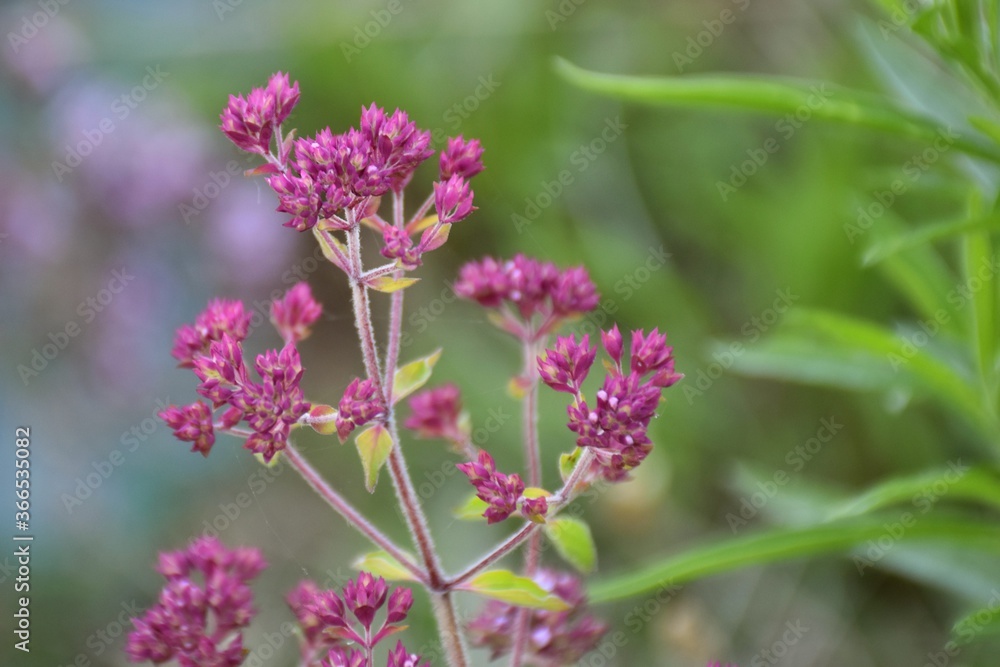 Oregano plant (Origanum vulgare) about to bloom. Oregano plant (Origanum vulgare) about to bloom.