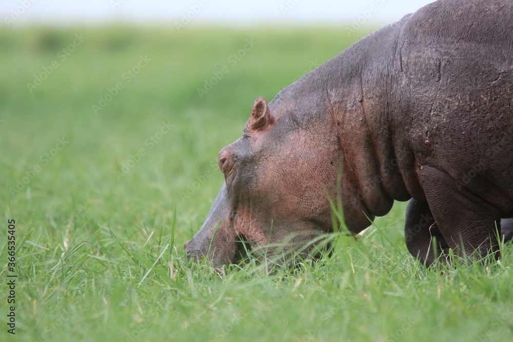 Fototapeta premium Hippos playing around the Chobe River in Botswana