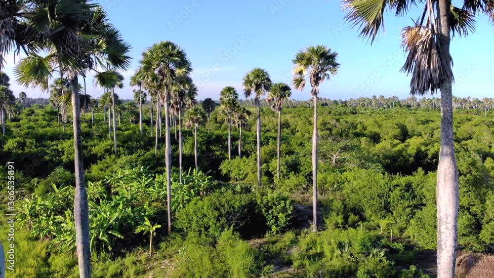 Aerial shot Flying Through palm trees Grove on Pemba island, Zanzibar archipelago. East Coast of Pemba island near Mtangani