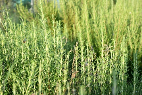 Rosemary (Salvia rosmarinus) cultivation field in sunny day.