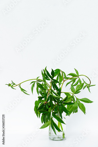 Green plant with curved branches and leaves in glass vase on white background