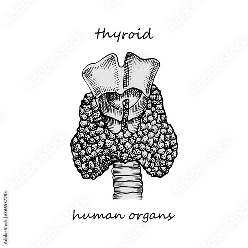 Thyroid structure and parts Hand-drawn icon isolated on white background Human internal organs Engraving sketch style Design for medical project poster Pathology disease, treatment Vector illustration
