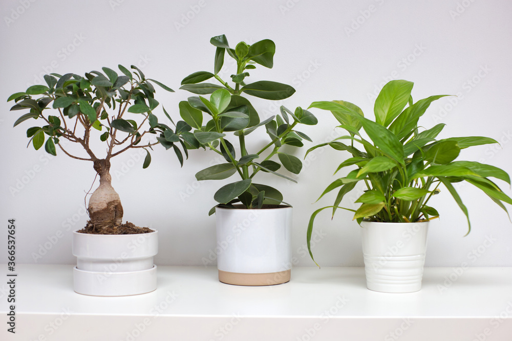 Three ceramic white pots near white wall with modern green houseplant retro design, scandinavian style plant Three ceramic white pots near white wall with modern green houseplant retro design, scandinavian style plant