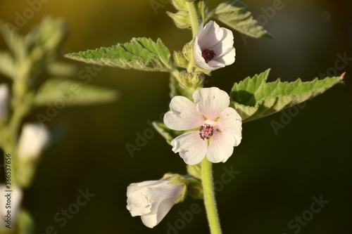 Marshmallow (Althaea officinalis) flowers of white color.