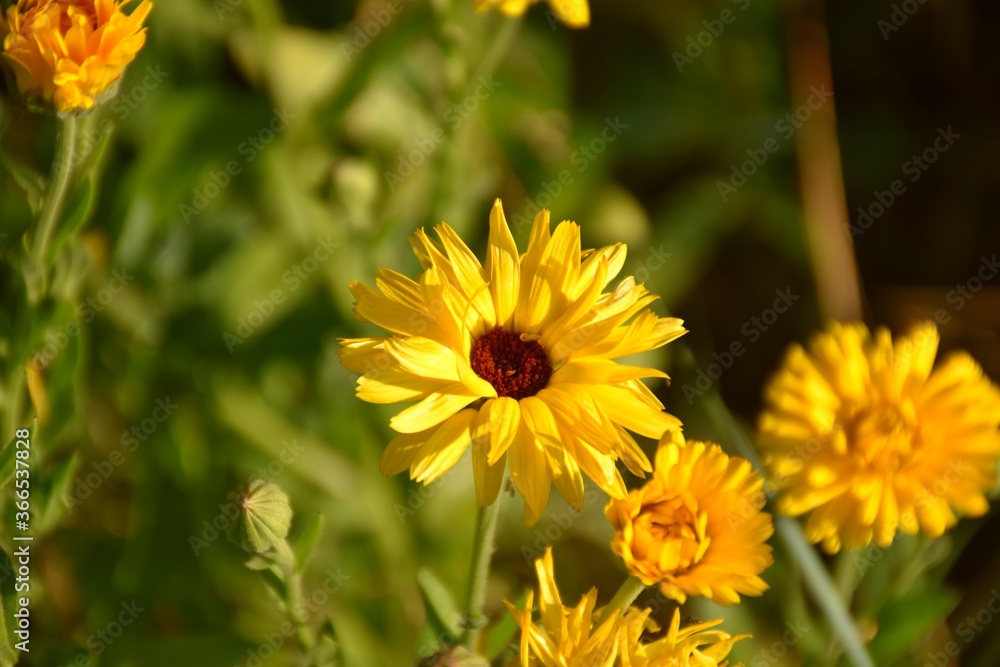 Yellow flower of Calendula officinalis in sandstone ground. Yellow flower of Calendula officinalis in sandstone ground.