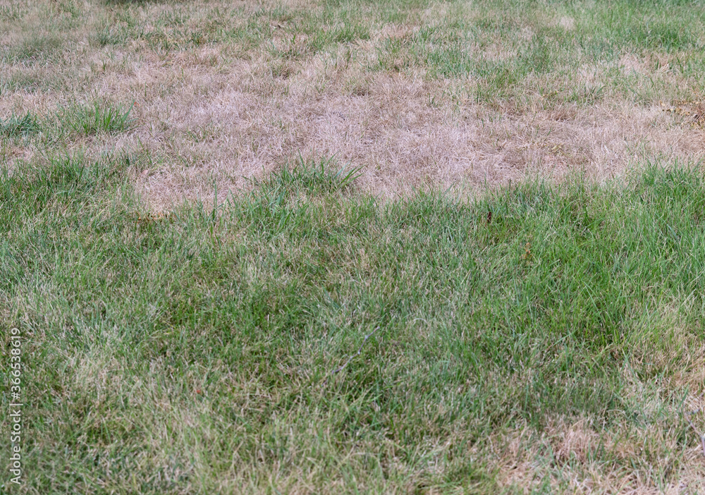 Lawn scorched by the sun with dry, discolored grasses. Brown dormant