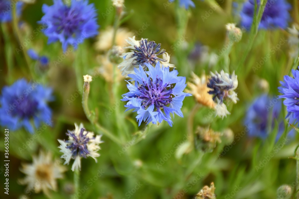 Cornflower violet and blue flower (Centaurea cyanus) in cultivation terrace.