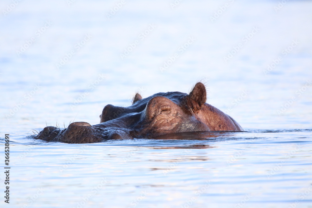 Fototapeta premium African Hippos playing and swimming by the Chobe River in Botswana