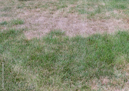 Lawn scorched by the sun with dry, discolored grasses. Brown dormant grass in the summertime because of hot dry climate. 