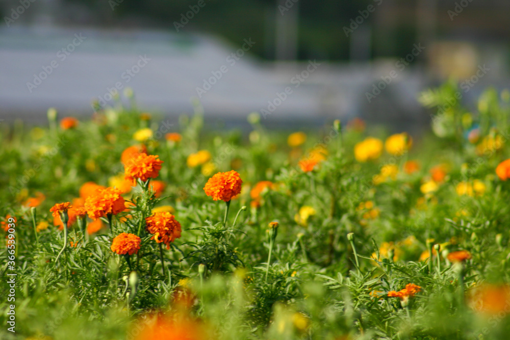 Fototapeta premium マリーゴールド