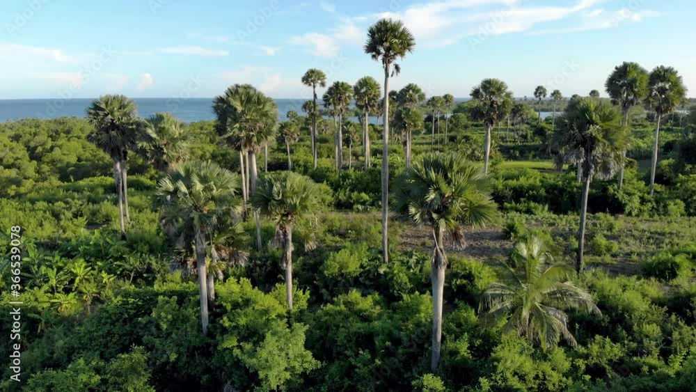 Aerial shot Flying Through palm trees Grove on Pemba island, Zanzibar archipelago. East Coast of Pemba island near Mtangani Aerial shot Flying Through palm trees Grove on Pemba island, Zanzibar archipelago. East Coast of Pemba island near Mtangani