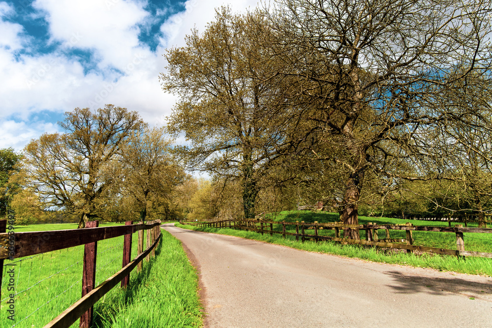 Road through a forest or treen line Road through a forest or treen line