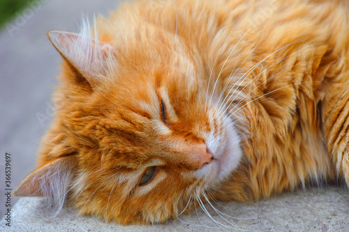 Portrait of Ginger cat sleeping outdoors.