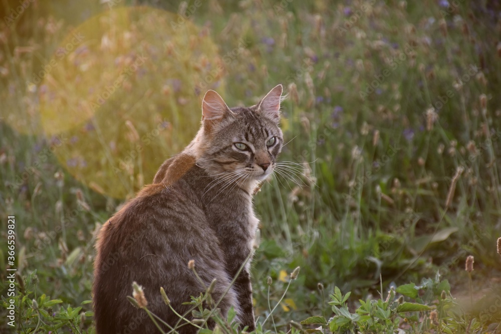 Tabby and wild cat sitting with the sun in the background dazzling. Tabby and wild cat sitting with the sun in the background dazzling.