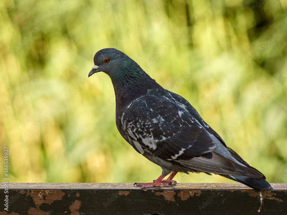 Fototapeta premium gołąb