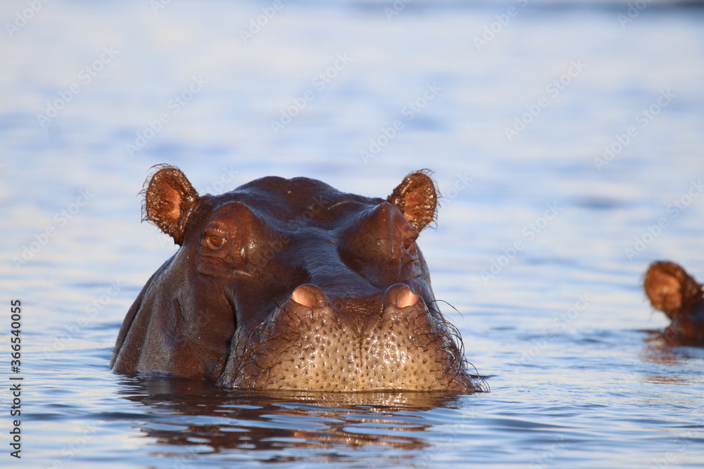 Fototapeta premium Hippos swimming and playing by the Chobe River in Botswana