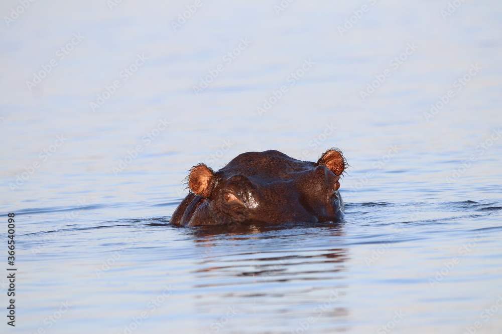 Fototapeta premium Hippos swimming and playing by the Chobe River in Botswana