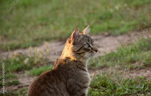 Tabby cat sitting sideways on green grass field.