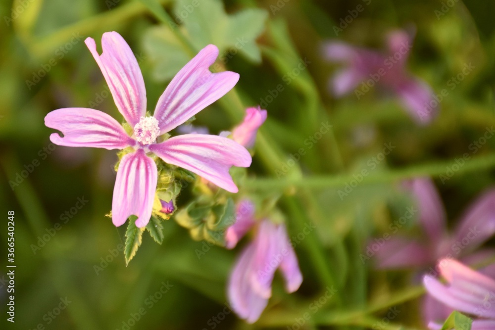 Mallow violet flower in green grass meadow next to the Cidacos river. Mallow violet flower in green grass meadow next to the Cidacos river.