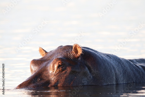 Hippos swimming and playing by the Chobe River in Botswana