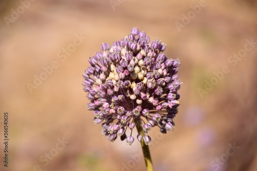 Blooming leek garlic  Allium ampeloprasum  on road shoulder.