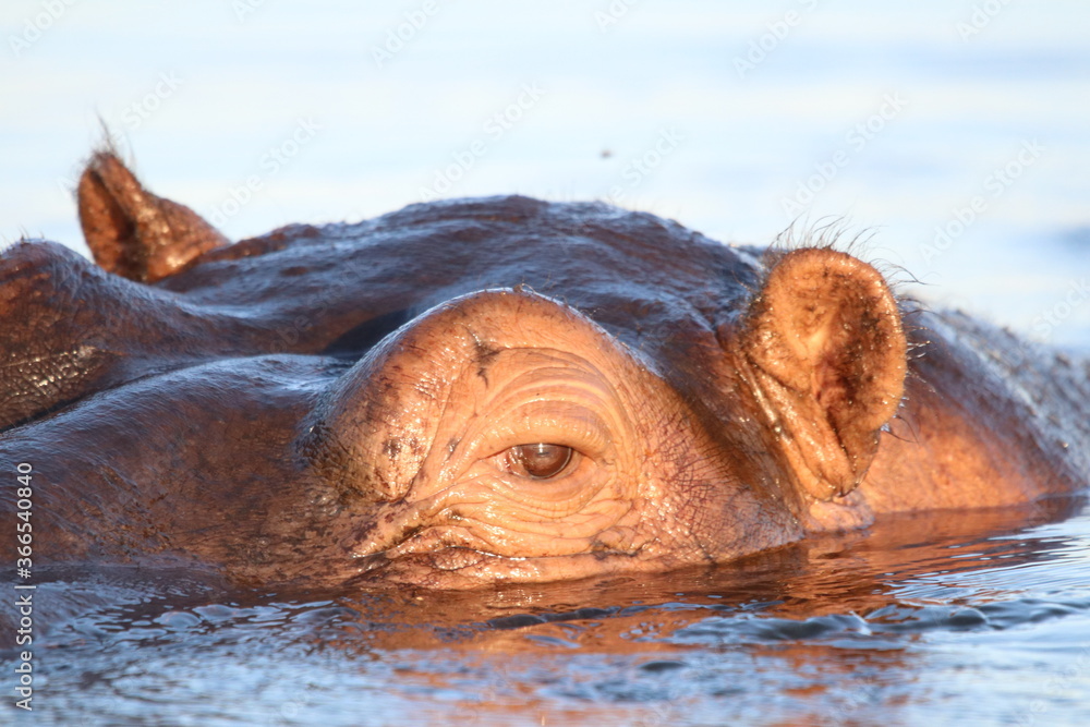 Fototapeta premium Hippos swimming and playing by the Chobe River in Botswana