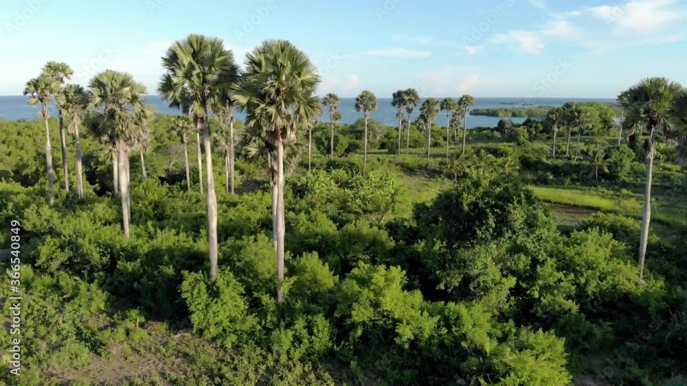 Aerial shot Flying Through palm trees Grove on Pemba island, Zanzibar archipelago. East Coast of Pemba island near Mtangani Aerial shot Flying Through palm trees Grove on Pemba island, Zanzibar archipelago. East Coast of Pemba island near Mtangani
