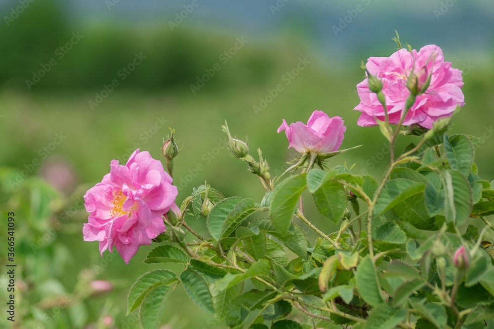 Pink Kazanlak Damascena rose, oil-bearing flowering shrub plant, the famous fragrance of Bulgarian Rose Oil distillated for perfumery and rose water, rose otto essence. Bulgaria, the Valley of Roses. Pink Kazanlak Damascena rose, oil-bearing flowering shrub plant, the famous fragrance of Bulgarian Rose Oil distillated for perfumery and rose water, rose otto essence. Bulgaria, the Valley of Roses.