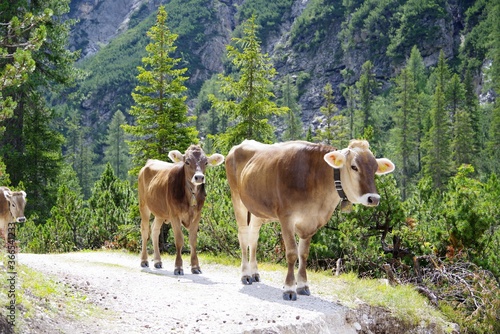 Obraz na plátně Kühe im Grünwaldtal