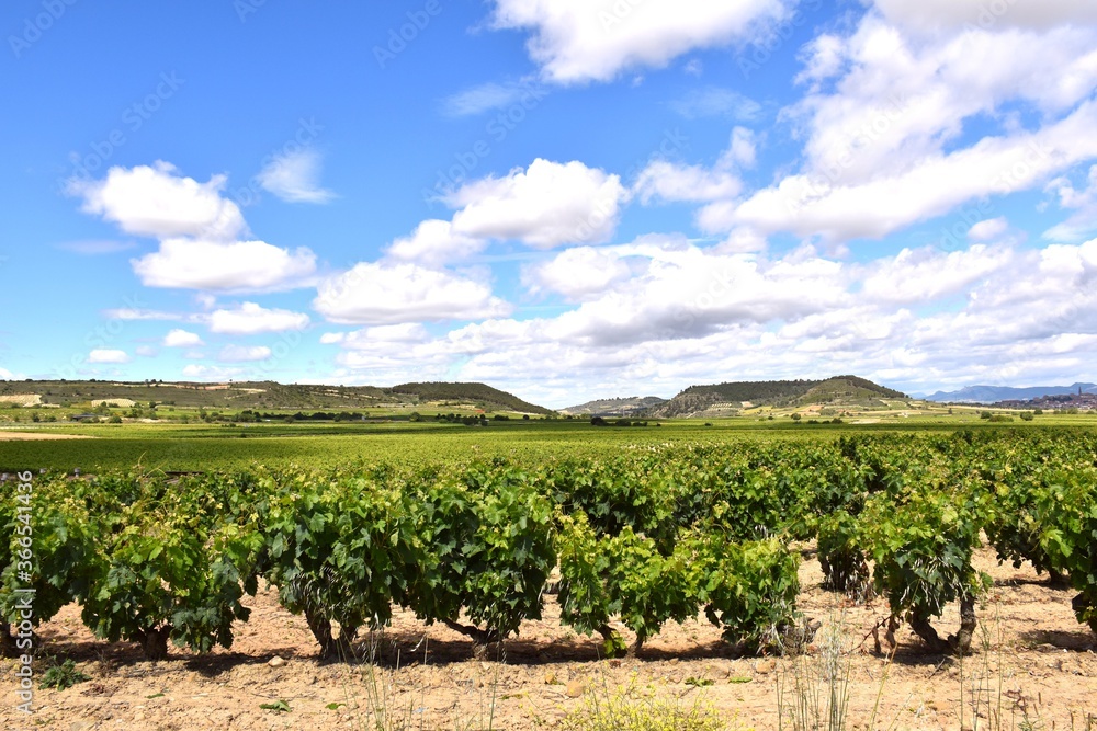 Vineyards in sunny day, La Rioja.
