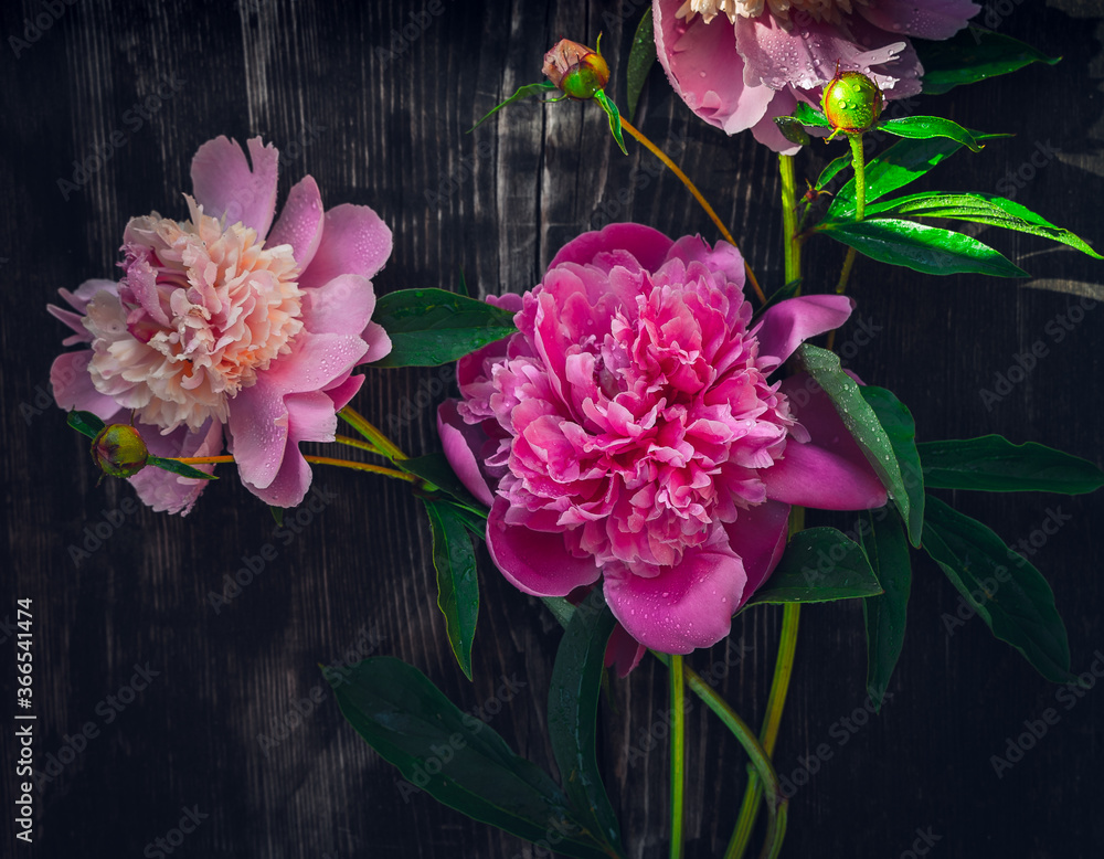 Obraz premium Pink peonies on woooden background, top view