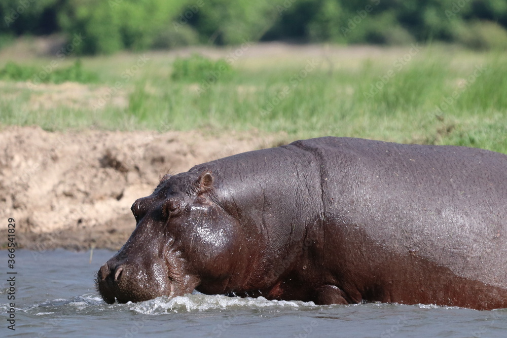 Hippos swimming and playing by the Chobe River in Botswana
