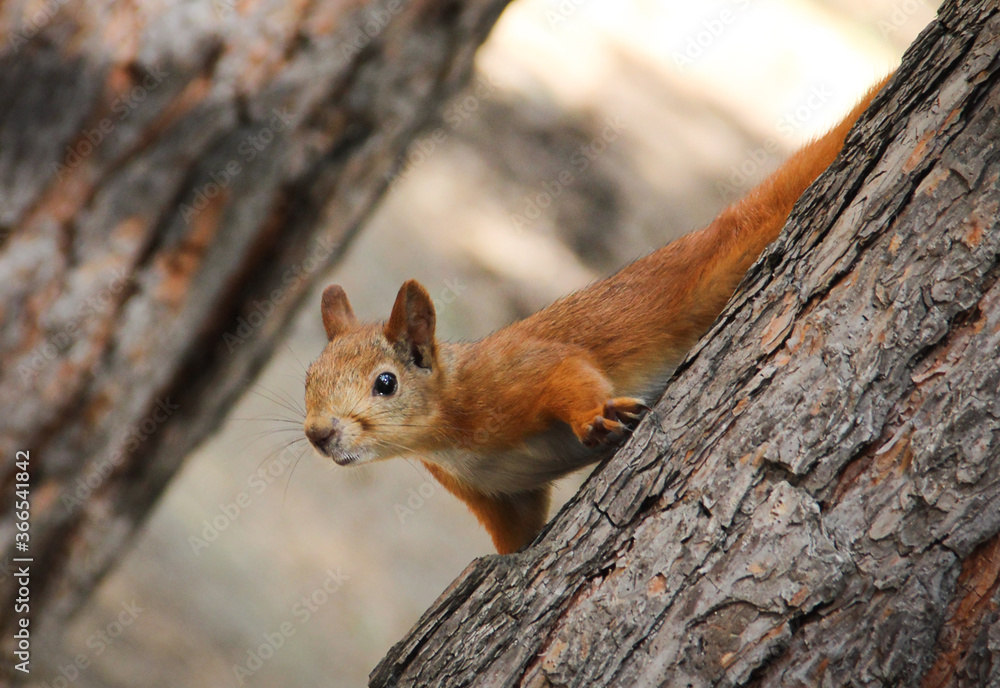 red squirrel on a tree red squirrel on a tree